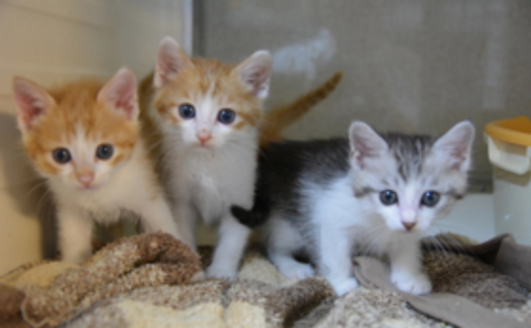 ねこかつ利用の権利（1回分）で応援！