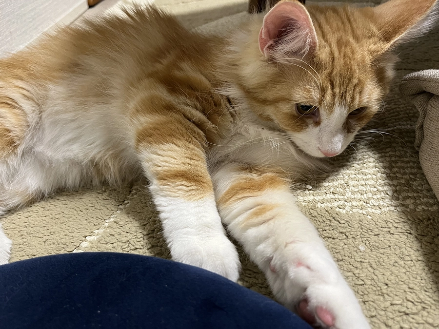 残り20日をきりました！