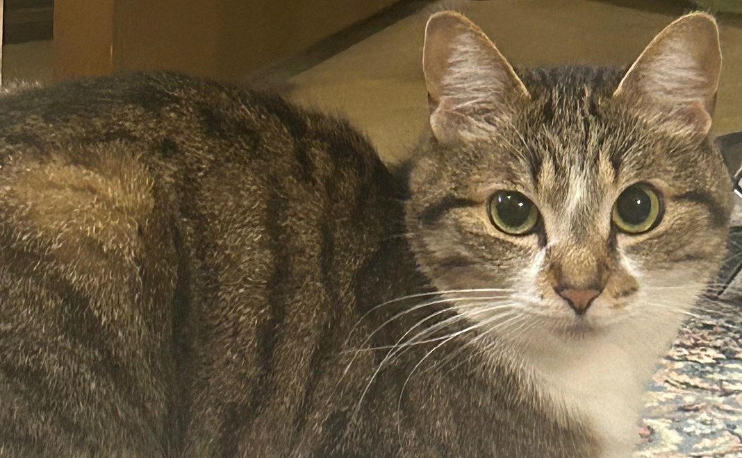 ご支援感謝とまぐの写真2