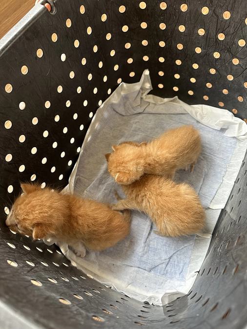 急に子猫がやってきた