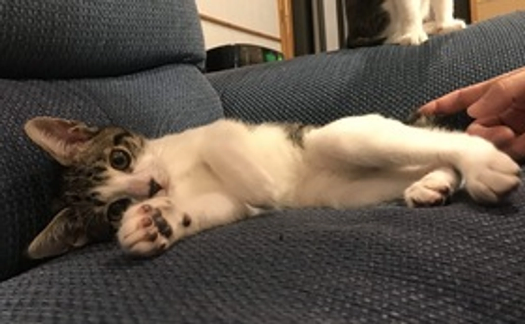 感謝のメール&画像1枚(A)