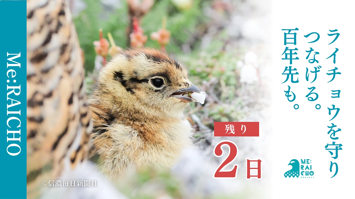 環境省による中央アルプスでのライチョウの野生復帰事業