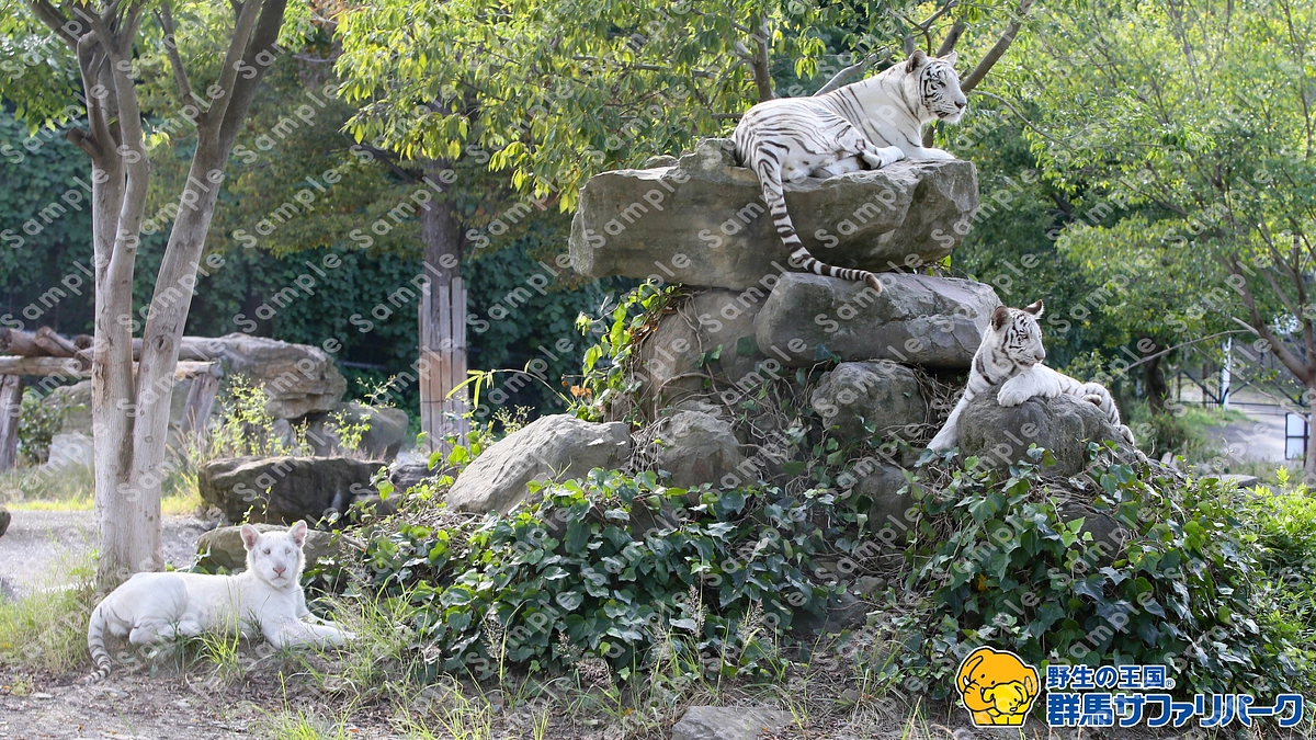 2月20日(火) 進捗報告・返礼品紹介～デスクトップ画像～