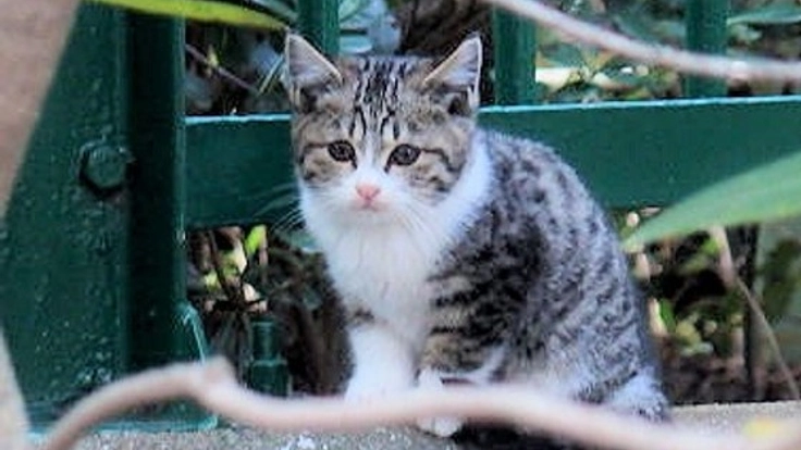 3000匹の猫が殺処分される兵庫県で「保護猫カフェ」を作りたい！