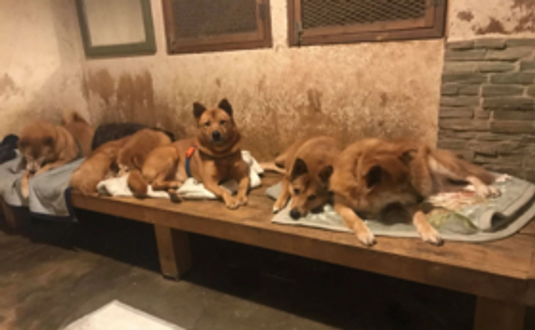 【いぬねこの森応援コース】