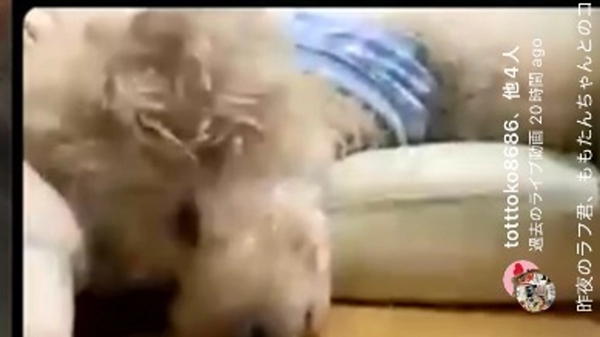 【残り14日】初配信ありがとうございました。