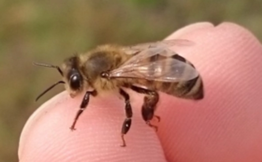 【応援コース】ニホンミツバチの飼育活動を応援