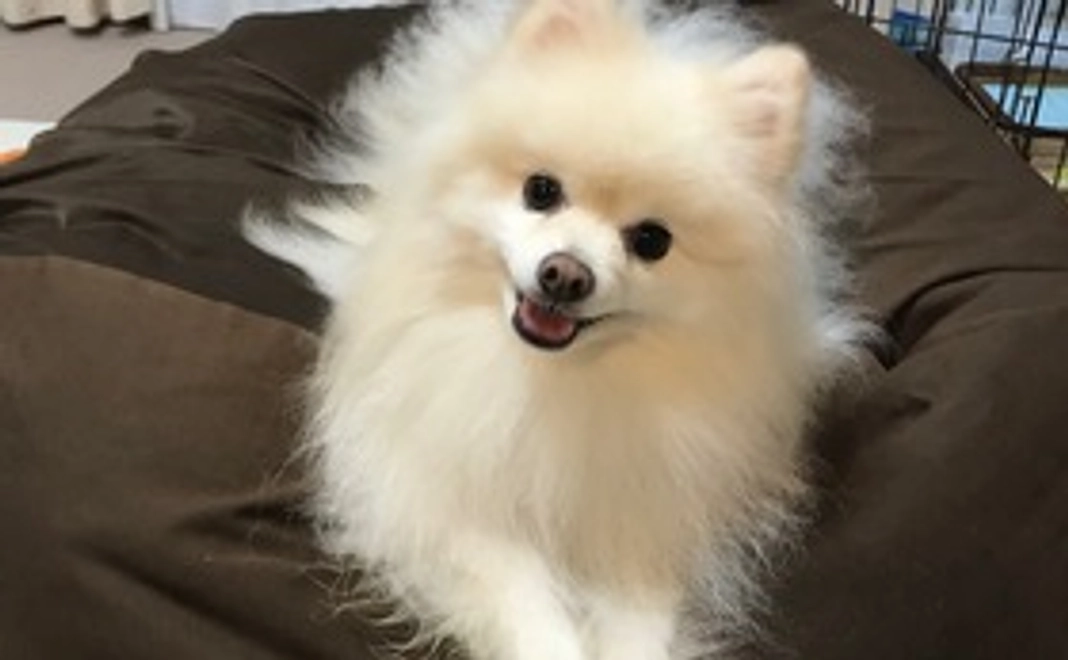 のあ応援コース1