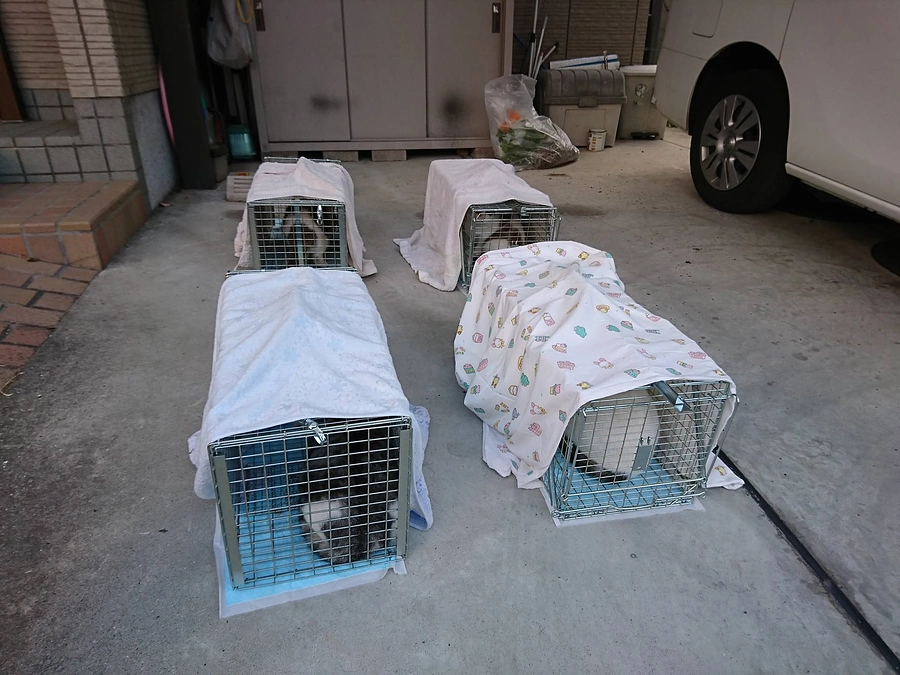 8年前地域猫活動を始め大成功！　当時野良猫問題で悩まれていた森橋様から応援メッセージをいただきました