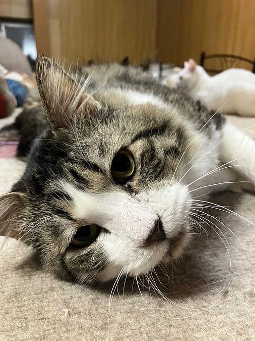 3月の活動報告メールについてお知らせ