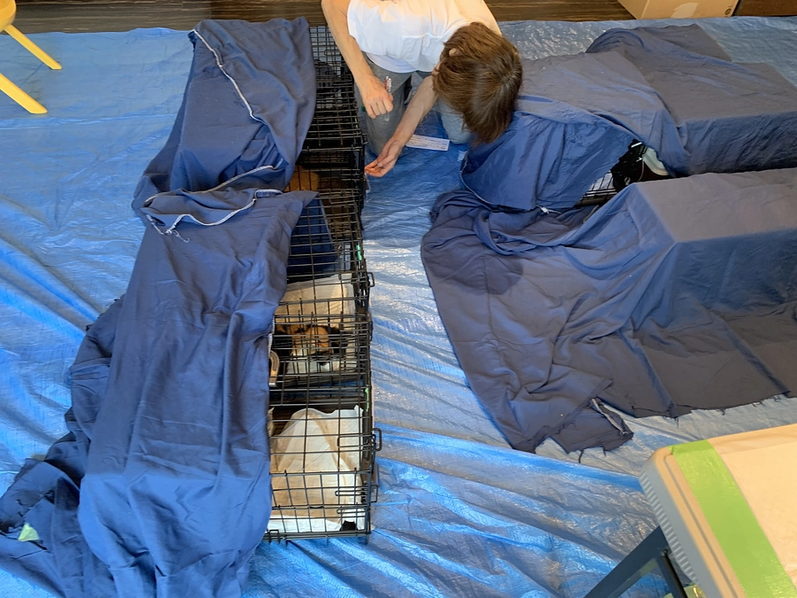 第７回久米島TNR.TNTAプロジェクト実施【No.4】