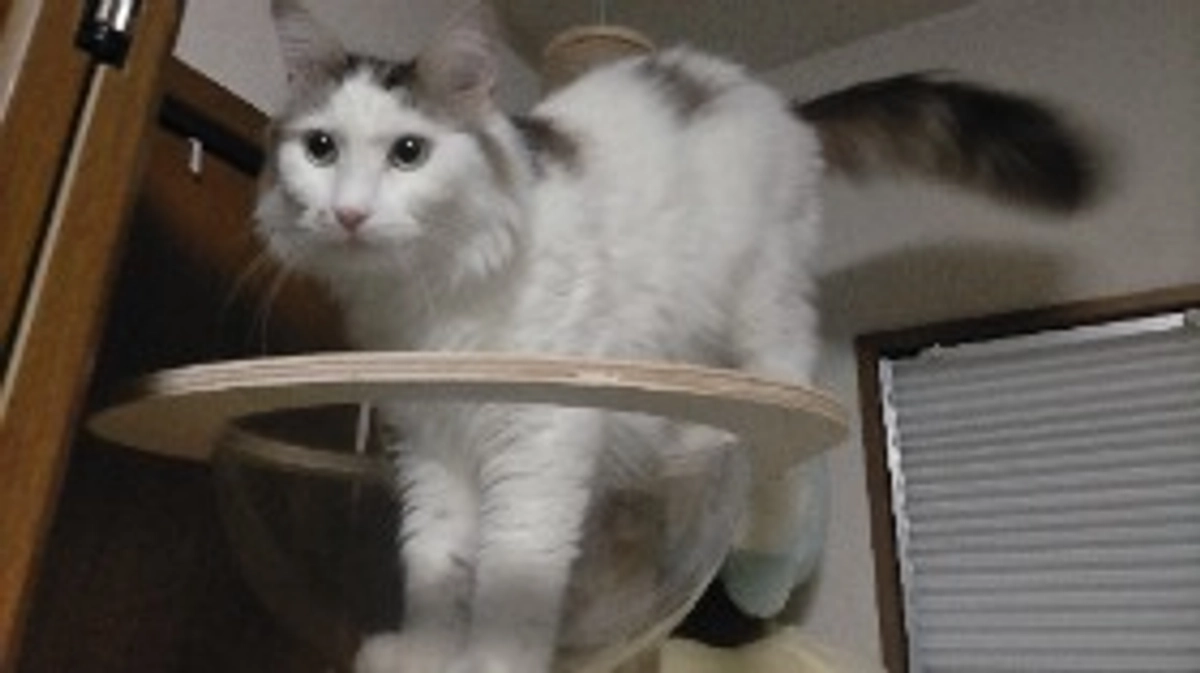 😸モカの経過ご報告と、リターン進行状況のお知らせ②👑