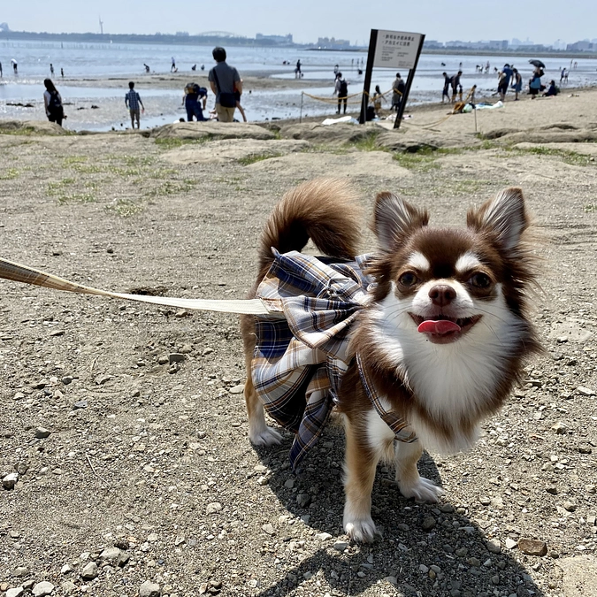 開始のご報告とご挨拶 ᐡ• ˕ •ᐡ
