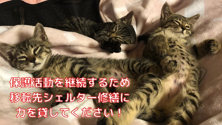 移転を迫られたシェルターの猫たちに新たな居場所を！