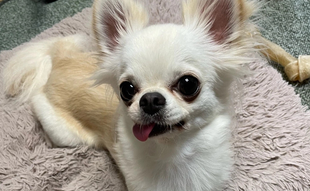 感謝のメールと活動報告1000