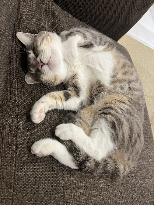 ［かぐらちゃん］ずっとのおうち決定！！