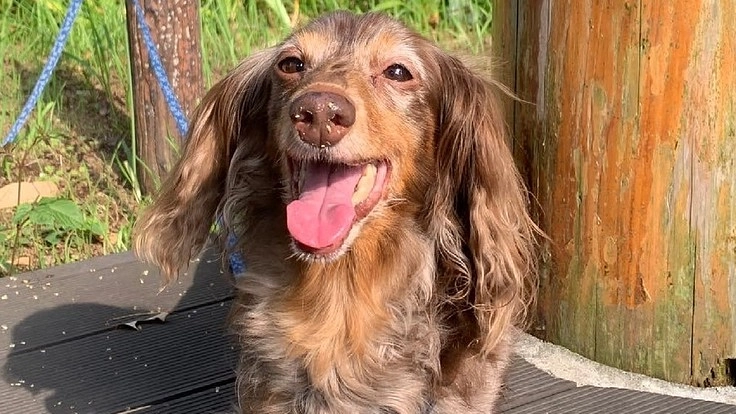 免疫介在性疾患ミニチュアダックス「ココ」に救いの手をお願いします。