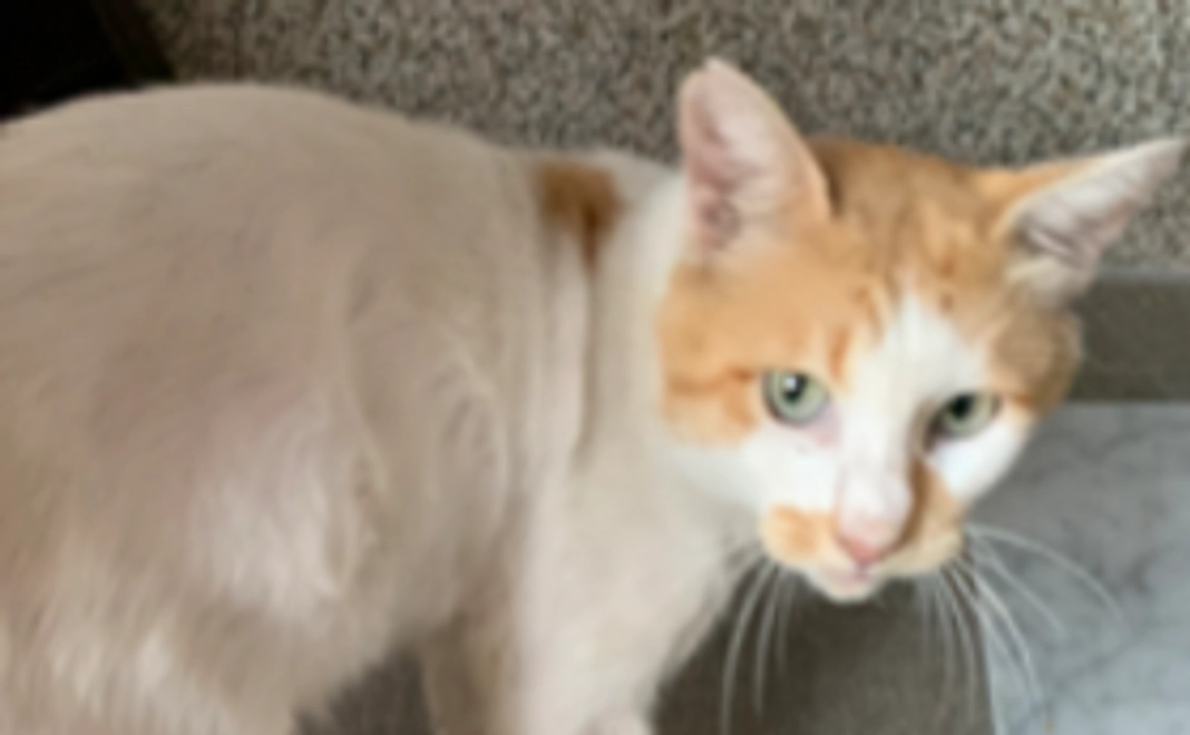 ぼぼちゃんの余生を穏やかに