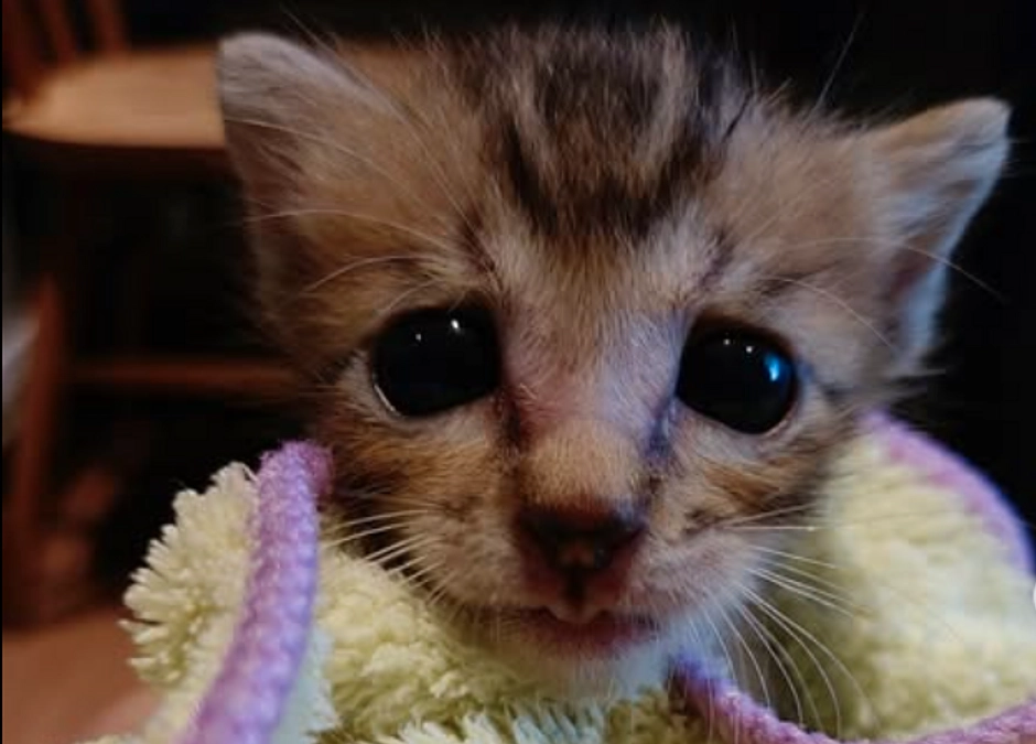 残りあと一ヶ月。なかなか支援が広まらない現状に、応援してくださる方々には申し訳ないです。頑張ります！