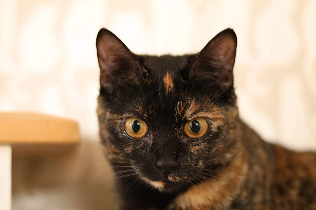 オープン予定（仮）を決定いたしました