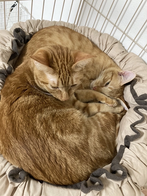 今日のモカ（経過観察6日目）🐱⭐️