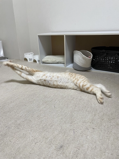 先週分の代理支援分を本日READYFORへ入金しました。