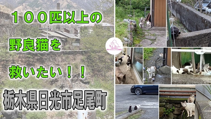 100匹以上の野良猫を救いたい!~栃木県日光市足尾町~