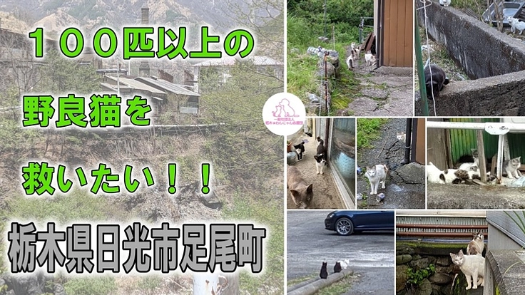 １００匹以上の野良猫を救いたい！～栃木県日光市足尾町～
