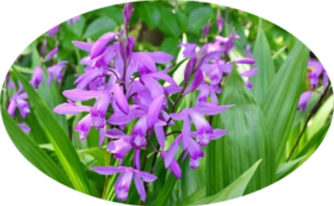 球根生産頑張って！