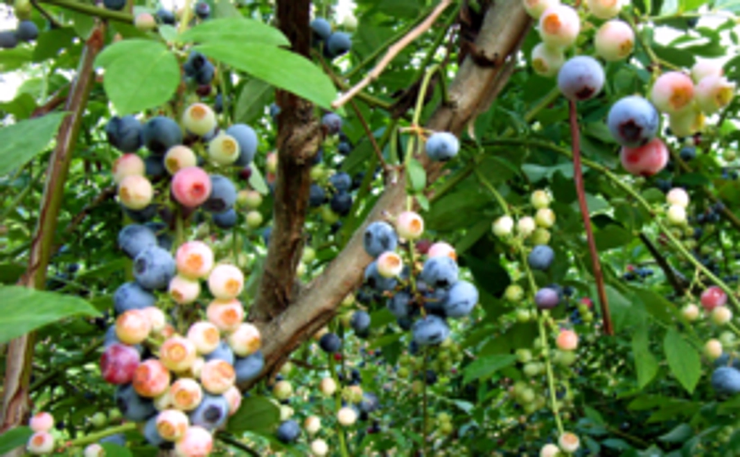 ソラノネ農園（有機JAS認定農場）の畑セット！夏はブルーベリー、秋はサツマイモのお届け。