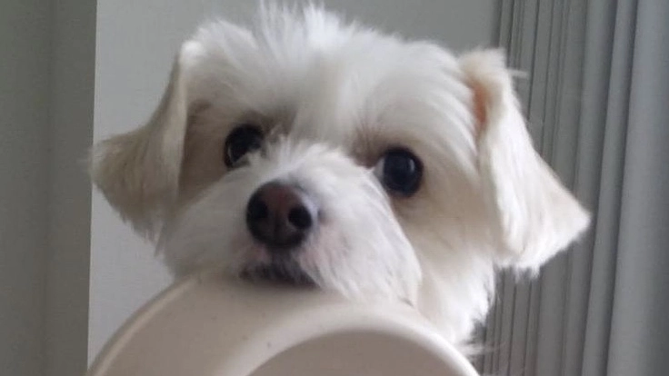 心臓病で余命半年の愛犬モグを手術で救いたい！