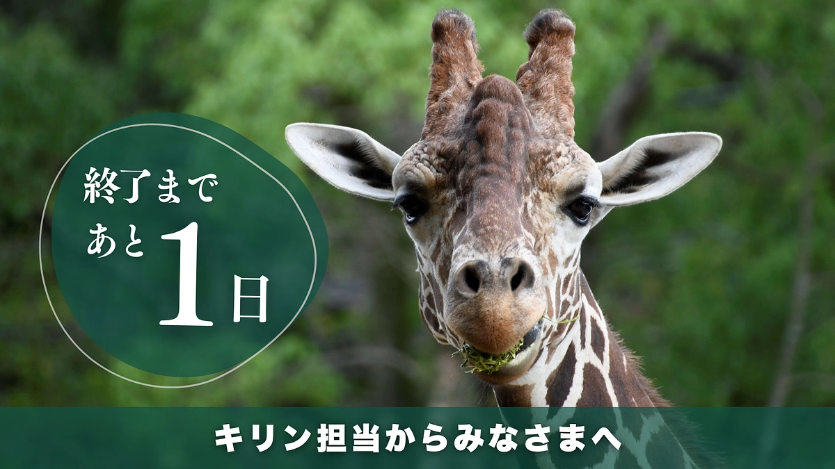 プロジェクト終了まであと１日　安佐動物公園のみどころ キリン・ケープハイラックス編