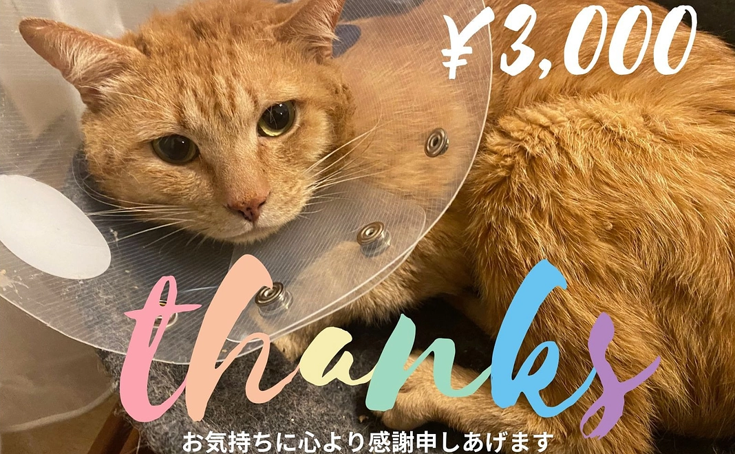 がんばれ!クッキー♡感謝のメール 3,000円コース