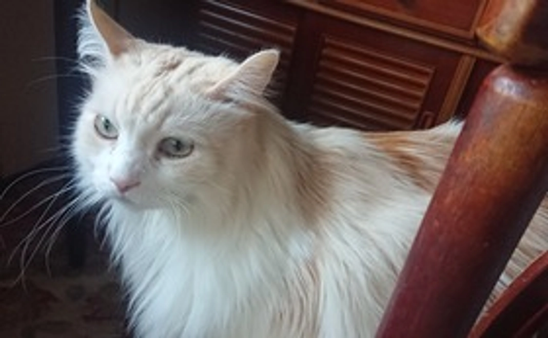 感謝のメールと龍戯の写真付きコース2