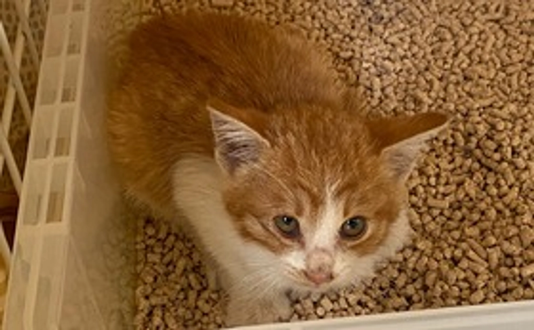 ②フィラリア症予防＋ノミ＋回虫＋ミミヒゼンダニ駆除薬【3,000円】