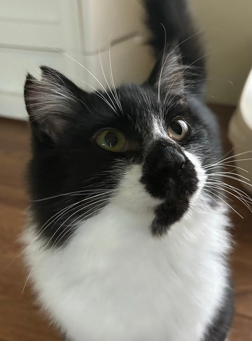 温かいご縁に感謝｜エレン正式譲渡＆ゴン トライアル中！