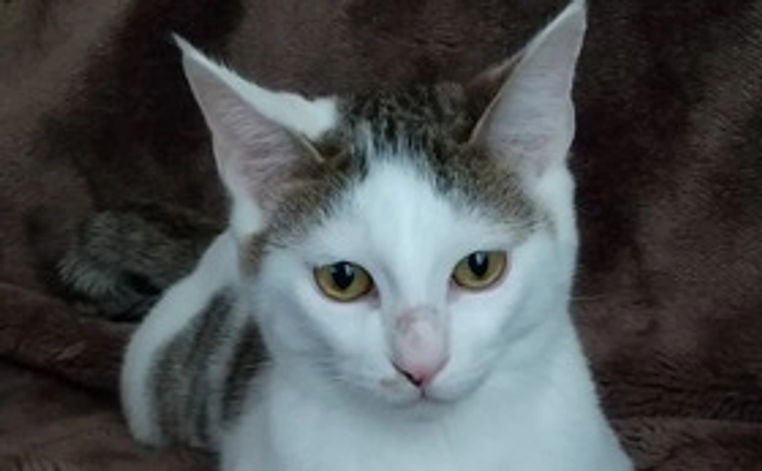 感謝のメール+テンの画像