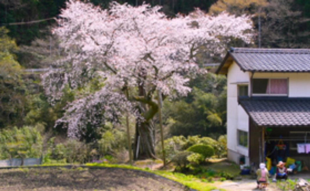 【「吉木のヤマザクラ」に命をふきこむ!】ヤマザクラで製作したキーホルダーつき