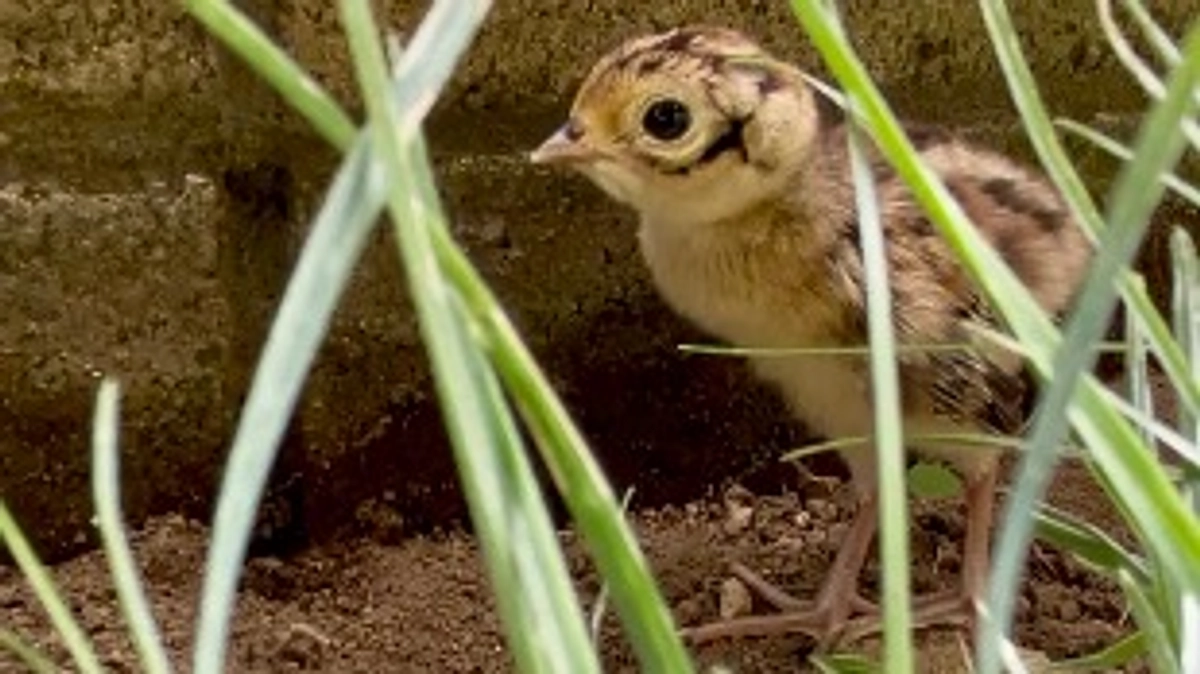ご報告とご支援のお礼