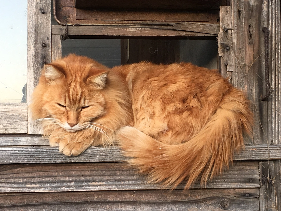 プロジェクト達成に、心より御礼申し上げます。