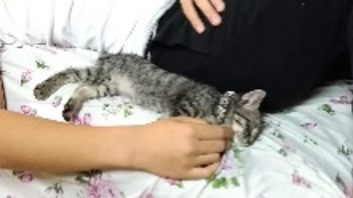 耳道内腫瘤について