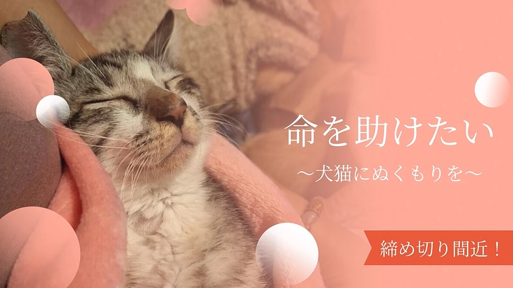 傷病・高齢犬猫たちの命を繋ぐ施設継続のために|フェアリーハウス