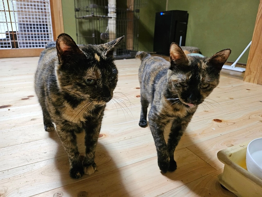 暖冬からの超冷え込み！