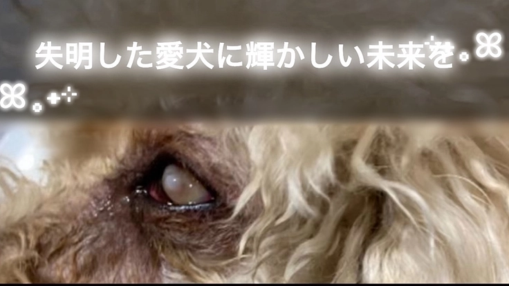 失明した左目眼球を摘出してあげたい