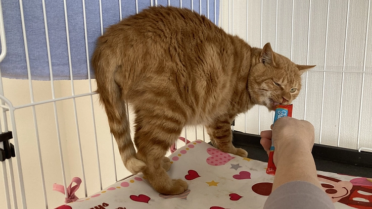 就労継続支援B型事業所（保護ネコカフェ、動物同伴民泊）を開設したい 2枚目