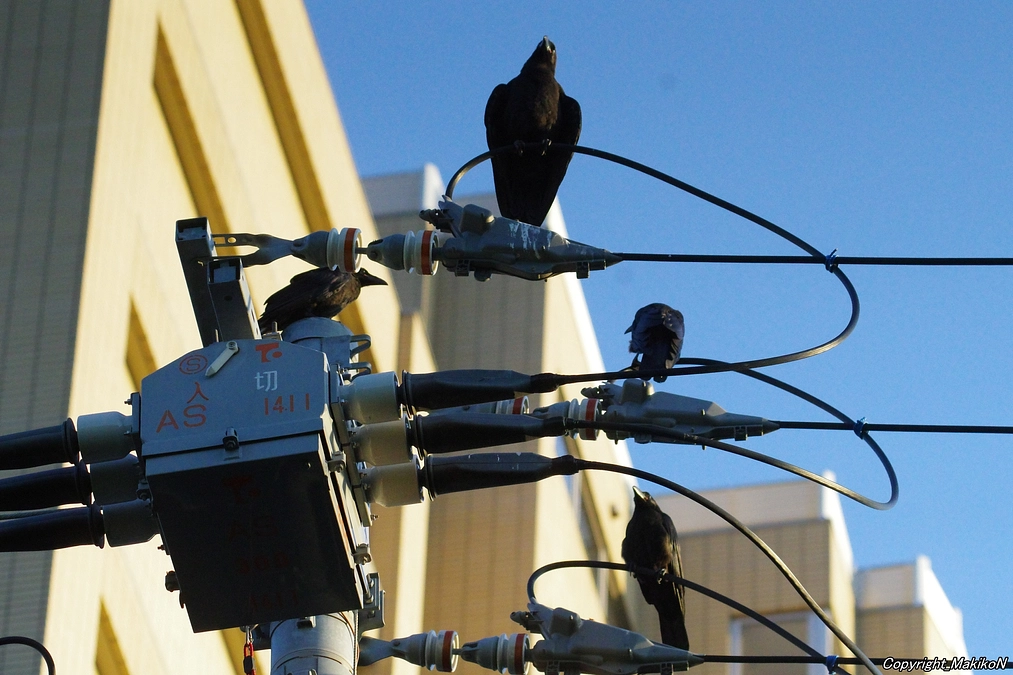 巣立ち後半のピーク