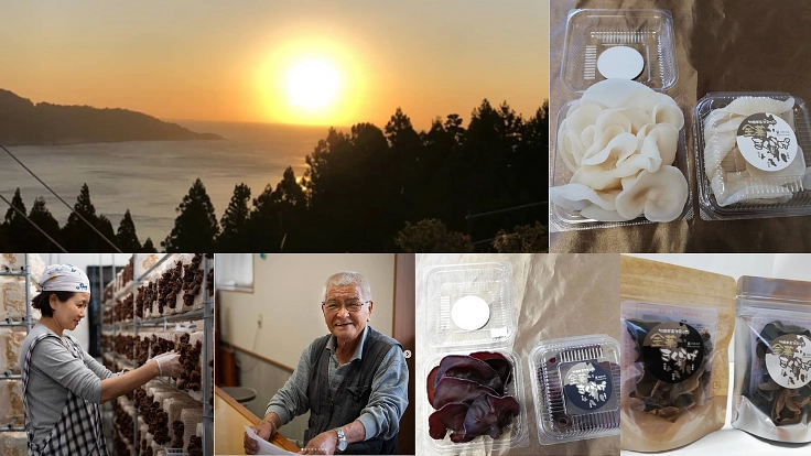 宮城石巻：浜の漁師の新たな挑戦！キクラゲを牡鹿の特産品に！