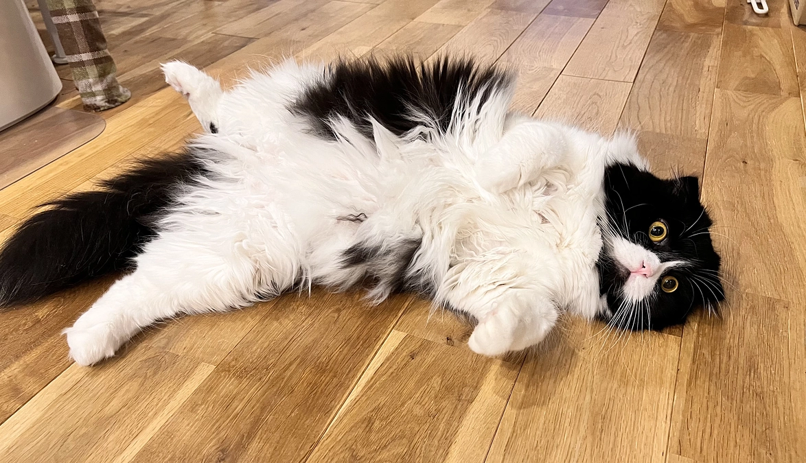 あと２日。達成率56％…皆様にお願いです💦