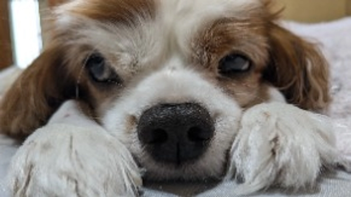 ご支援募集期間、残り7日となりました