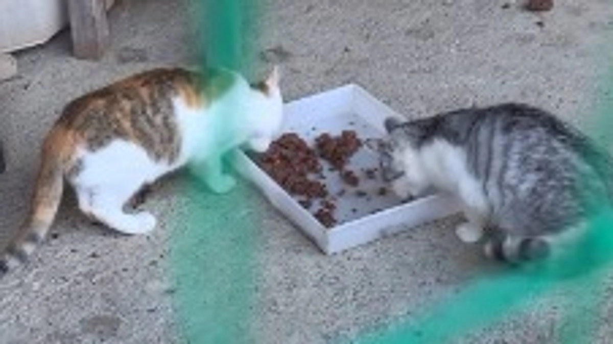 クラウドファンディング一週間が経ちました